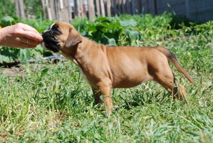 Zwei Boxerwelpen suchen ihre Familie