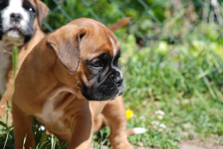 Zwei Boxerwelpen suchen ihre Familie