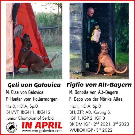 Zwei Boxerwelpen suchen ihre Familie