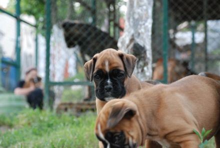 Zwei Boxerwelpen suchen ihre Familie