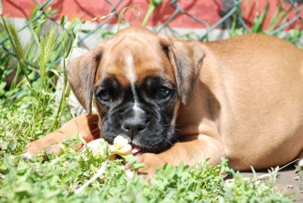 Zwei Boxerwelpen suchen ihre Familie