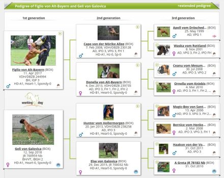 Zwei Boxerwelpen suchen ihre Familie