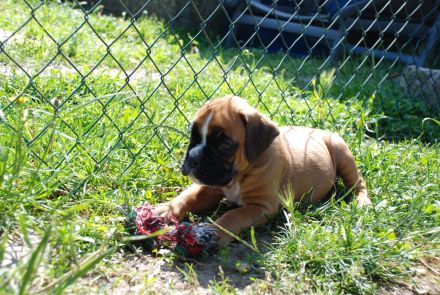 Zwei Boxerwelpen suchen ihre Familie
