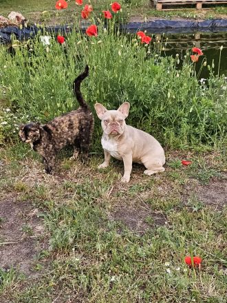 Französische Bulldogge, 5 Monate!