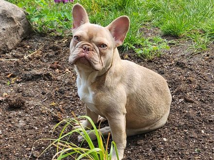 Französische Bulldogge, 5 Monate!