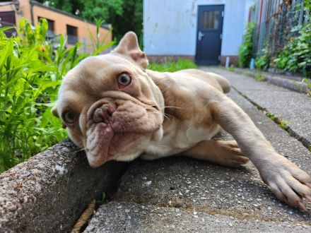 Französische Bulldogge, 5 Monate!