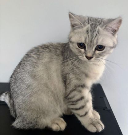 BKH Kitten 4 Monate alt