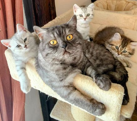 BKH Kitten 4 Monate alt