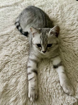 BKH Kitten 4 Monate alt