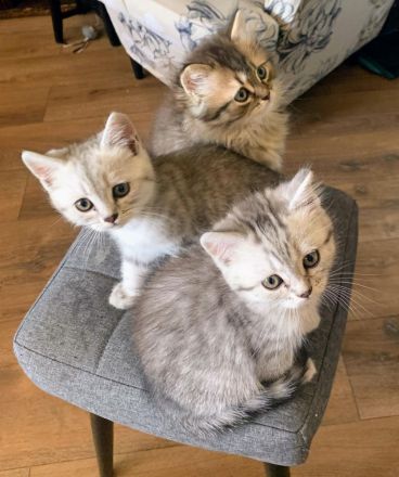 BKH Kitten 4 Monate alt