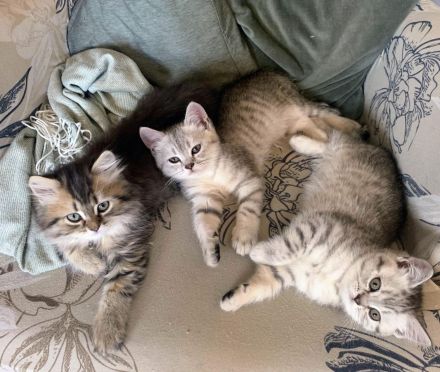 BKH Kitten 4 Monate alt