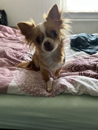 Chihuahua dame
