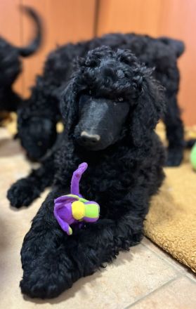 Wir haben noch wunderschöne Großpudel Welpen es sind