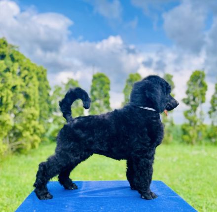 Wir haben noch wunderschöne Großpudel Welpen es sind