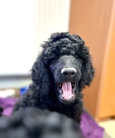 Wir haben noch wunderschöne Großpudel Welpen es sind