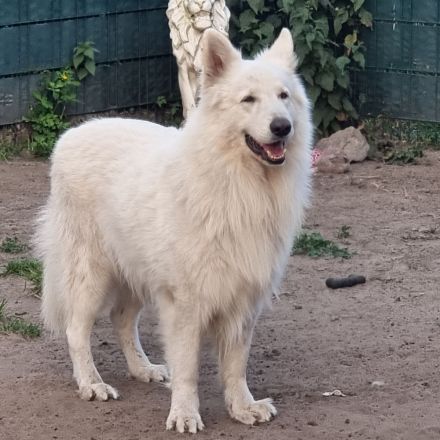 Weisser Schweizer Schäferhund Welpen mit Ahnentafel