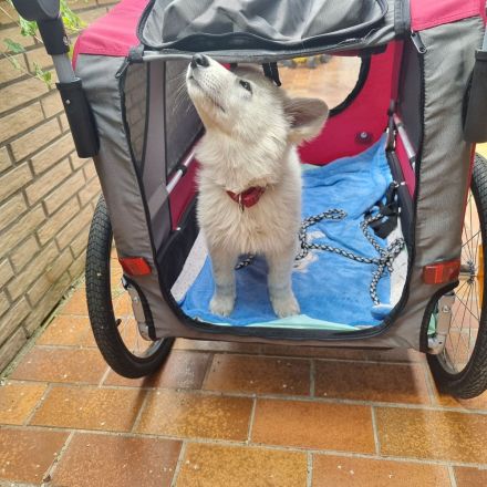 Weisser Schweizer Schäferhund Welpen mit Ahnentafel