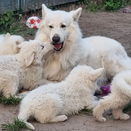 Weisser Schweizer Schäferhund Welpen mit Ahnentafel