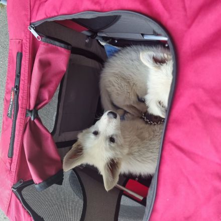 Weisser Schweizer Schäferhund Welpen mit Ahnentafel