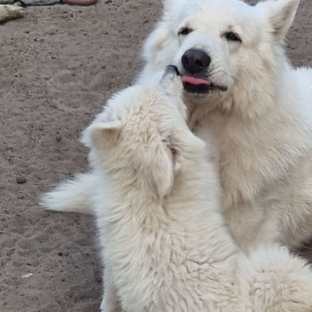 Weisser Schweizer Schäferhund Welpen mit Ahnentafel