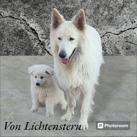 Weisser Schweizer Schäferhund Welpen mit Ahnentafel