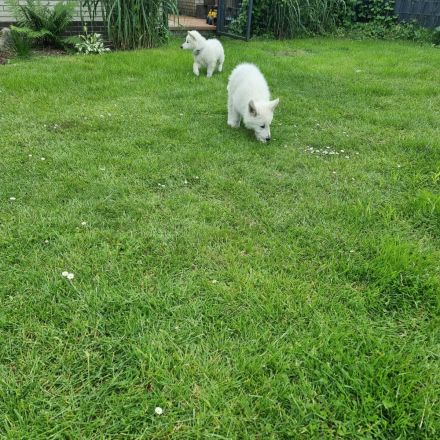 Weisser Schweizer Schäferhund Welpen mit Ahnentafel