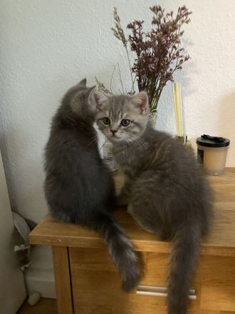 BKH Britisch-Kurzhaar-Kätzchen grau