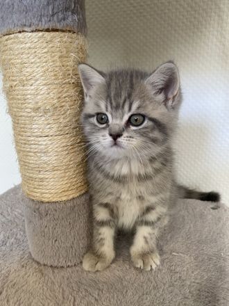 BKH Britisch-Kurzhaar-Kätzchen grau