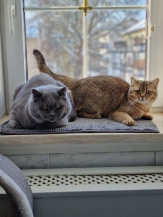 BKH Britisch-Kurzhaar-Kätzchen grau