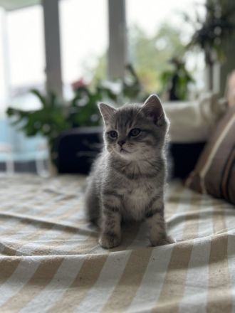 BKH Britisch-Kurzhaar-Kätzchen grau