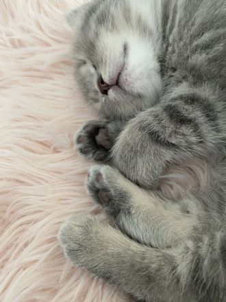 BKH Britisch-Kurzhaar-Kätzchen grau