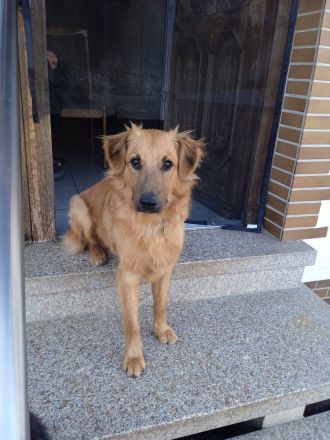 Mischling Rüde Iceman 9 Monate