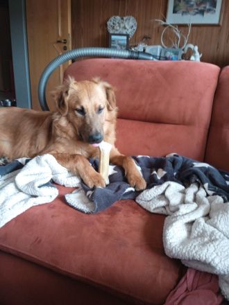 Mischling Rüde Iceman 9 Monate