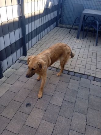 Mischling Rüde Iceman 9 Monate