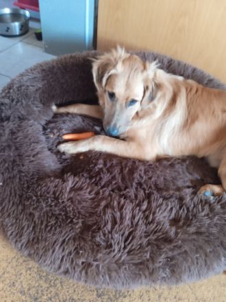 Mischling Rüde Iceman 9 Monate