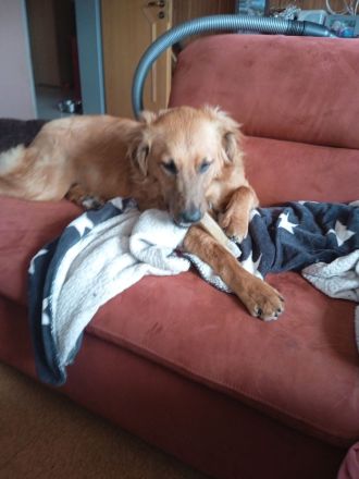 Mischling Rüde Iceman 9 Monate