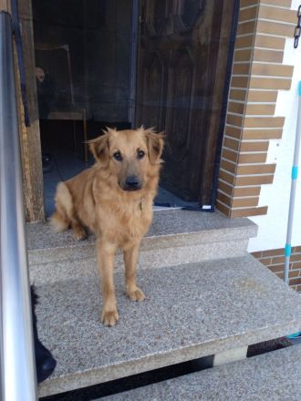 Mischling Rüde Iceman 9 Monate