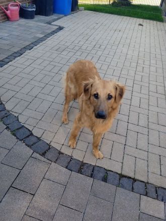 Mischling Rüde Iceman 9 Monate