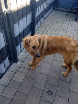 Mischling Rüde Iceman 9 Monate