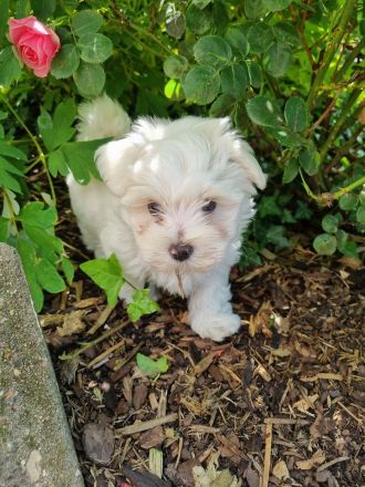 Bolonka Zwetna Welpen