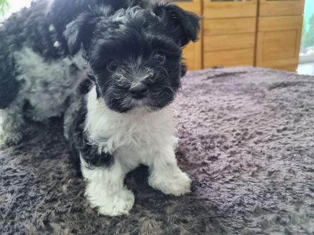 Bolonka Zwetna Welpen