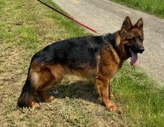 Langstockhaarschäferhunderüde, 16 Monate alt, schwarz/ braun sucht Liebhaber