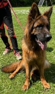 Langstockhaarschäferhunderüde, 16 Monate alt, schwarz/ braun sucht Liebhaber