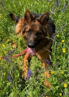 Langstockhaarschäferhunderüde, 16 Monate alt, schwarz/ braun sucht Liebhaber