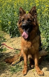 Langstockhaarschäferhunderüde, 16 Monate alt, schwarz/ braun sucht Liebhaber