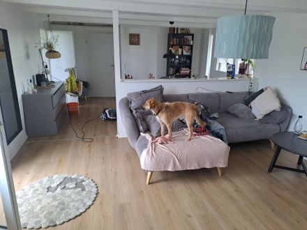 Mischlingsrüde Kalle