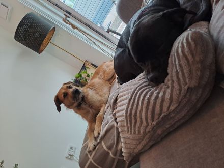 Mischlingsrüde Kalle