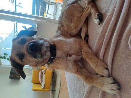 Mischlingsrüde Kalle