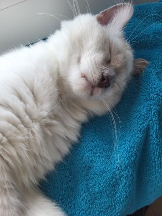 Siam Birma Mix Kater verkaufen