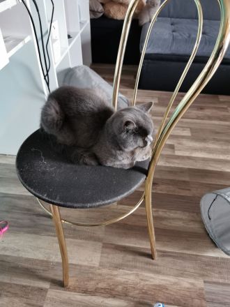 Bkh kitten zu verkaufen